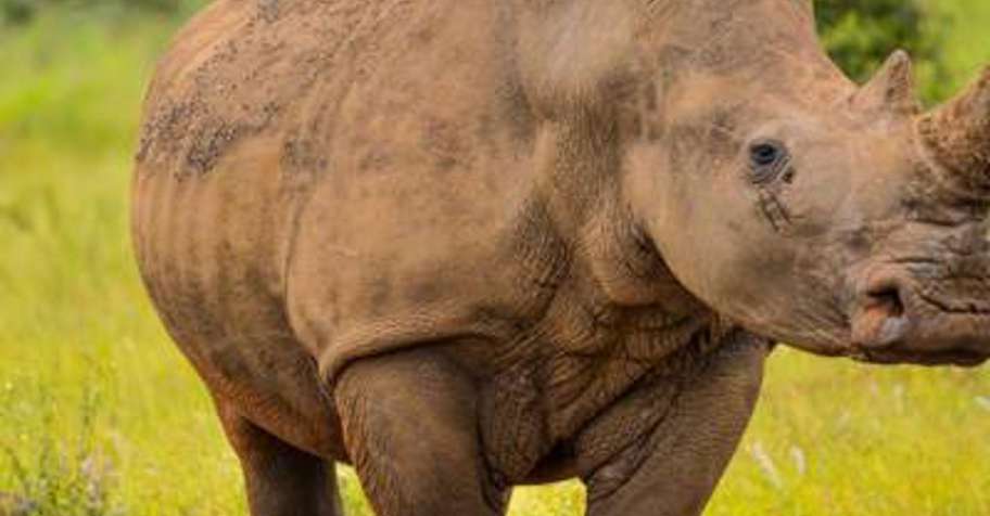 Opt. #6: Southern White Rhino Hunt