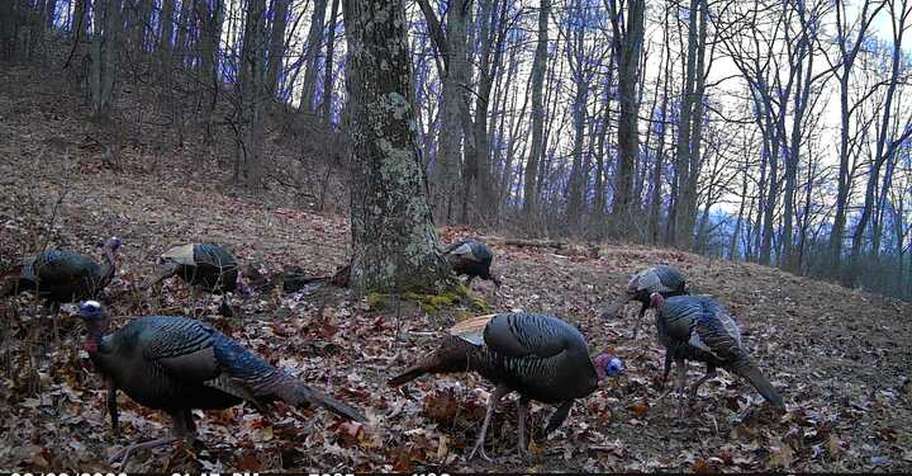 Fall Wild Turkey 2 day hunt