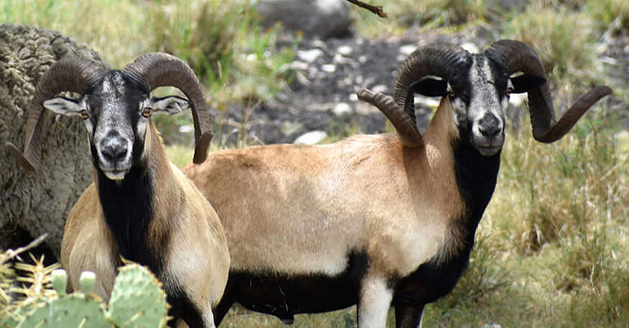 Corsican Sheep Hunt 2026