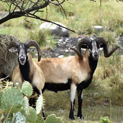 Corsican Sheep Hunt 2026