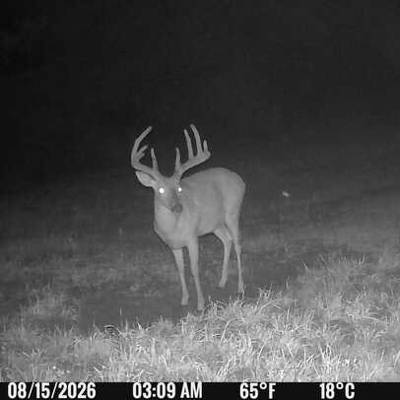 WHITETAIL DEER BUCK Rifle 5 DAY