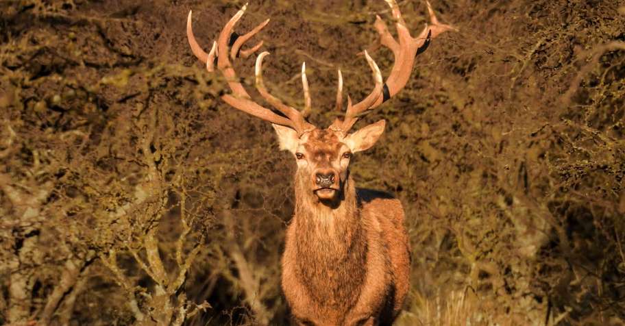 Free Range Red Stag Package