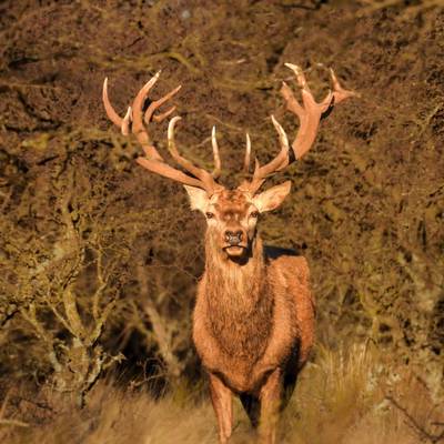Free Range Red Stag Package