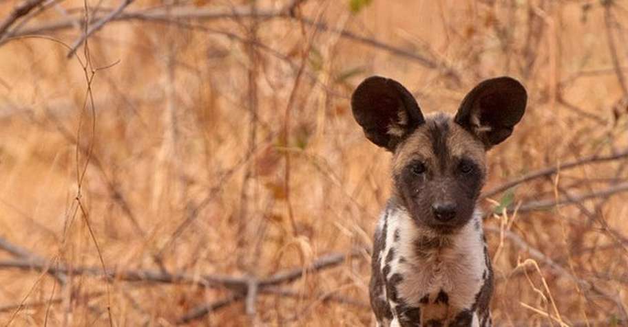 Save Valley Plains Game Hunt 2026