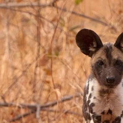 Save Valley Plains Game Hunt 2026