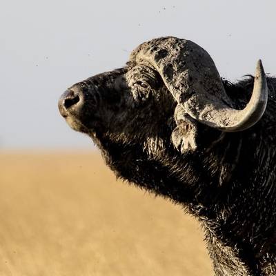 Cape Buffalo & Hippo Bull Hunt