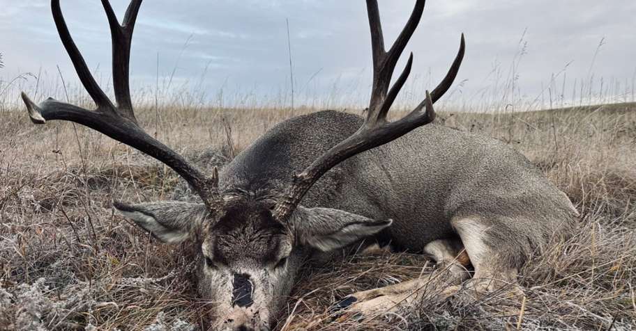 Rifle Rut Mule Deer 2026