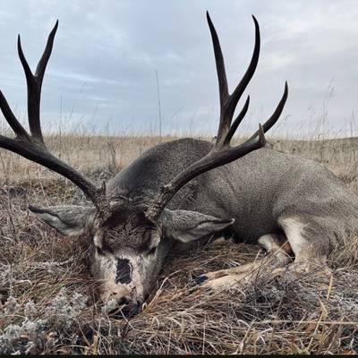Rifle Rut Mule Deer 2026