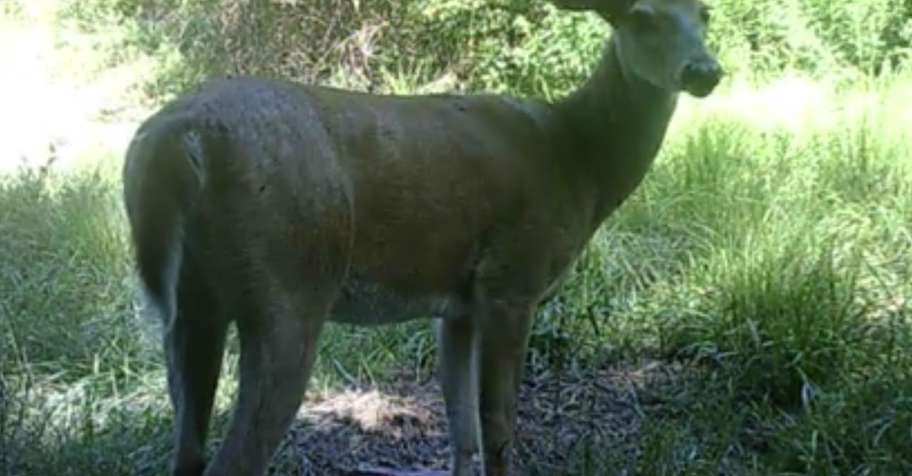 WHITETAIL DEER BUCK / BEAR COMBO 3 DAY