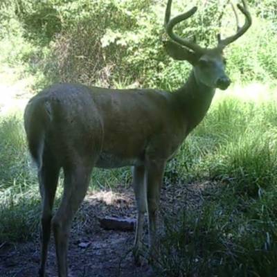 WHITETAIL DEER BUCK / BEAR COMBO 3 DAY