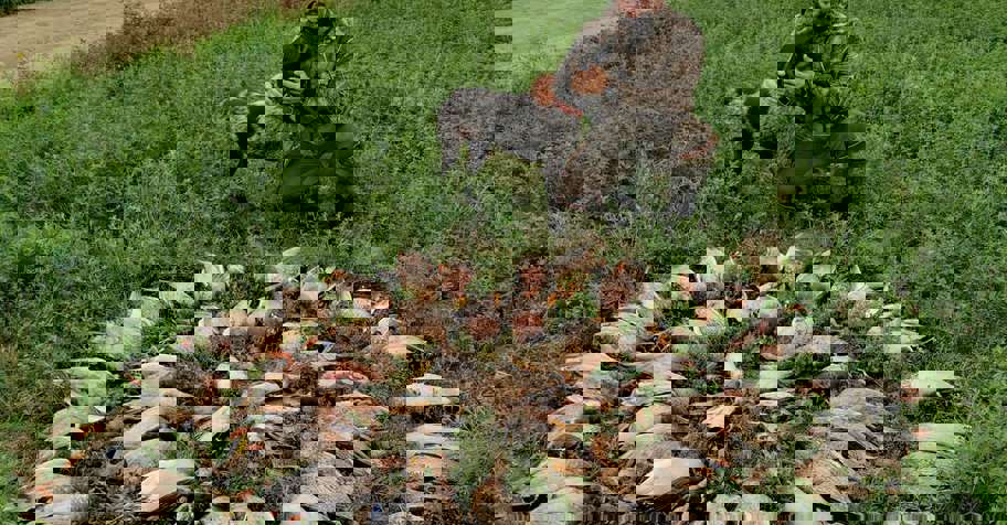 Duck Hunting in Romania