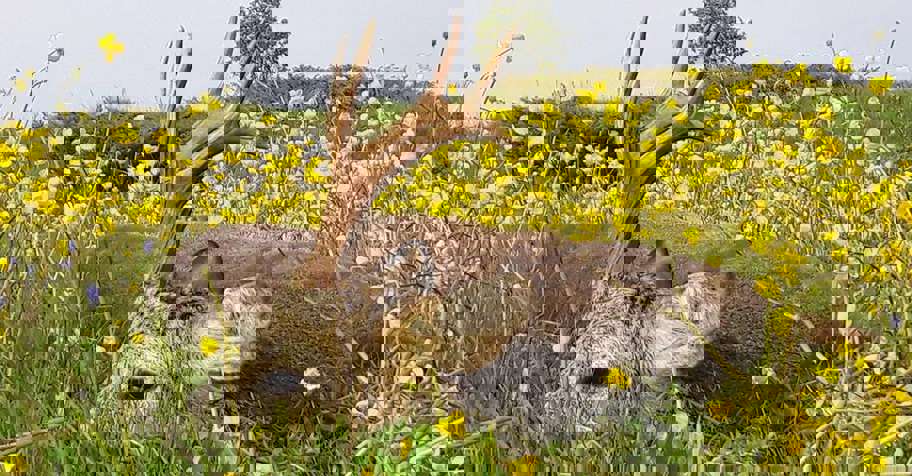 Anatolian Roe Deer Stalking