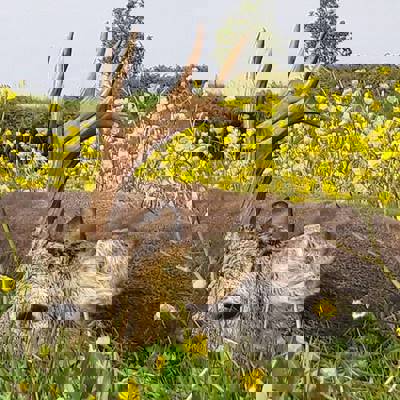 Anatolian Roe Deer Stalking