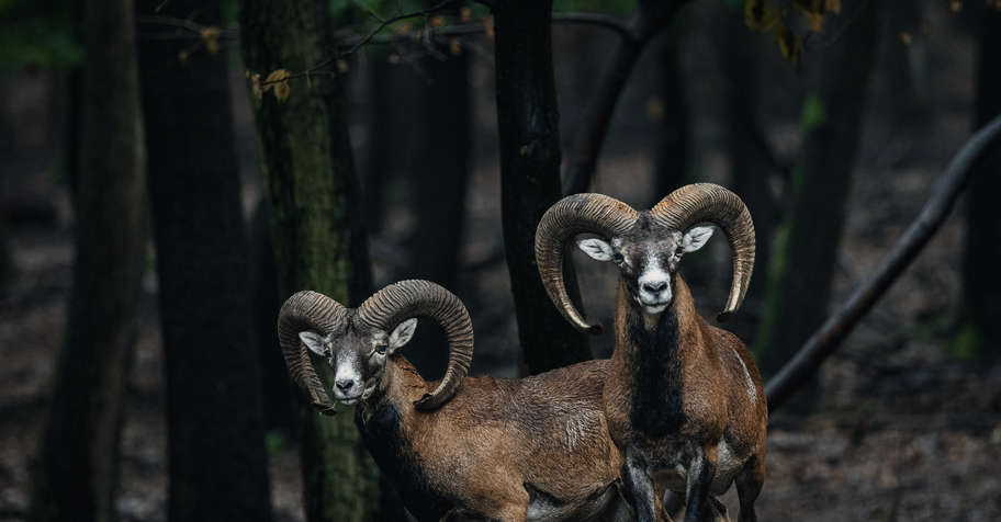 Mouflon Hunting - representative -