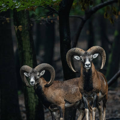 Mouflon Hunting - representative -