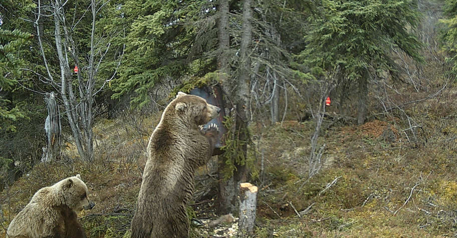 Baited Brown/Grizzly Bear