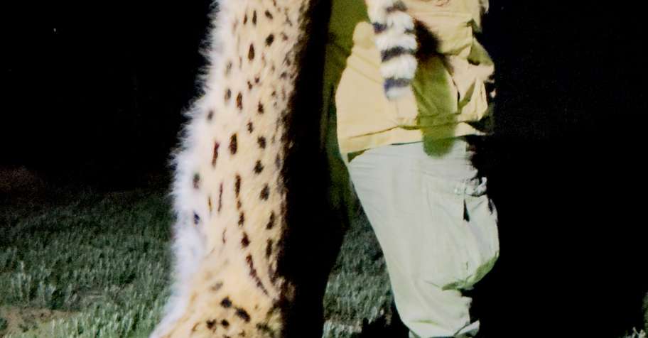 PREDATOR HUNT (Night Hunt)