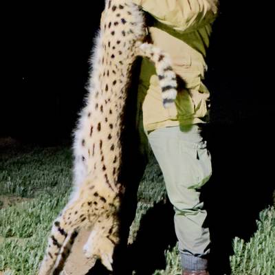 PREDATOR HUNT   (Night Hunt)