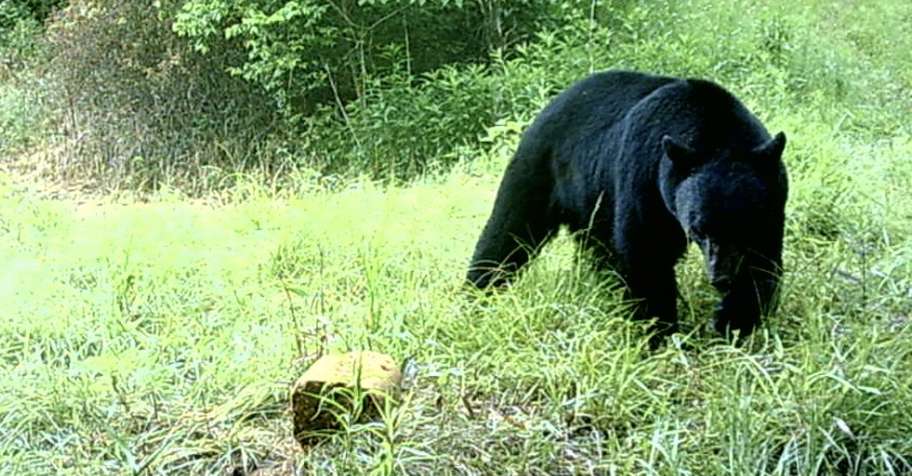 Bear Archery/Muzzleloader 2026
