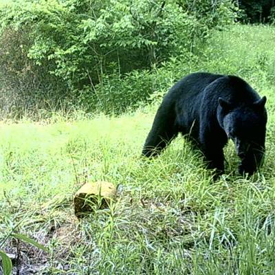 Bear Archery/Muzzleloader 2026