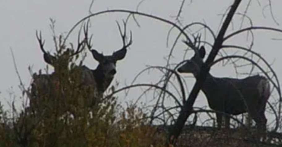 Guided Mule Deer & Bull Elk Hunt x4