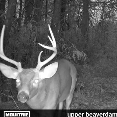 Deer/Hog afternoon Hunt