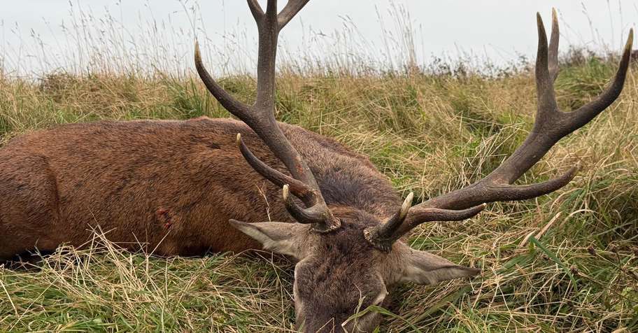 Red Stag Stalking