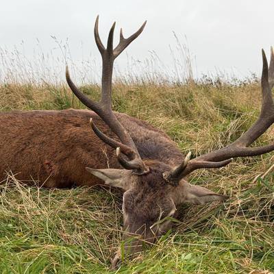Red Stag Stalking