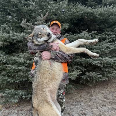 6 day Saskatchean Wolf hunt!