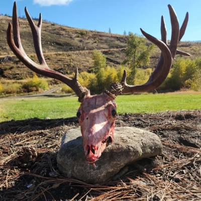 Mule Deer Hunt 2026