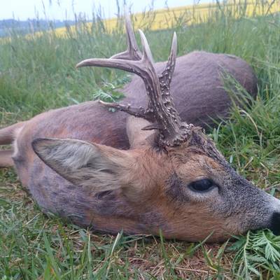SPECIAL OFFER Roe deer hunt - Stankowice
