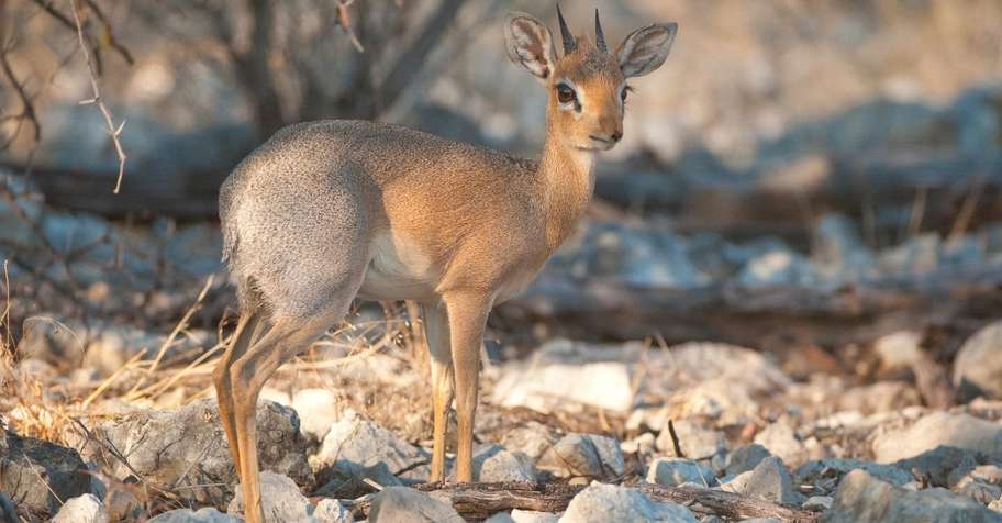 2. Dik Dik & Plains Game Package