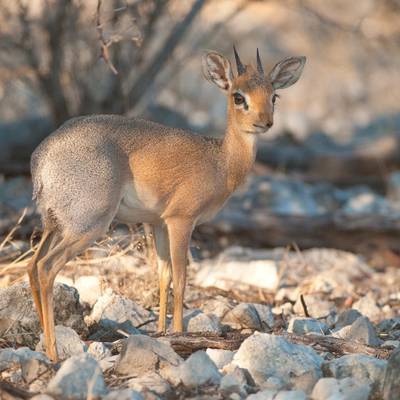 2. Dik Dik & Plains Game Package