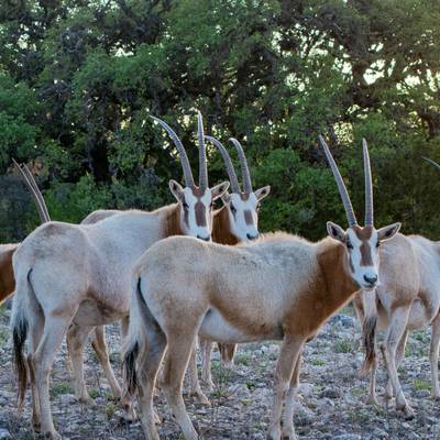 Scimitar Oryx Hunt