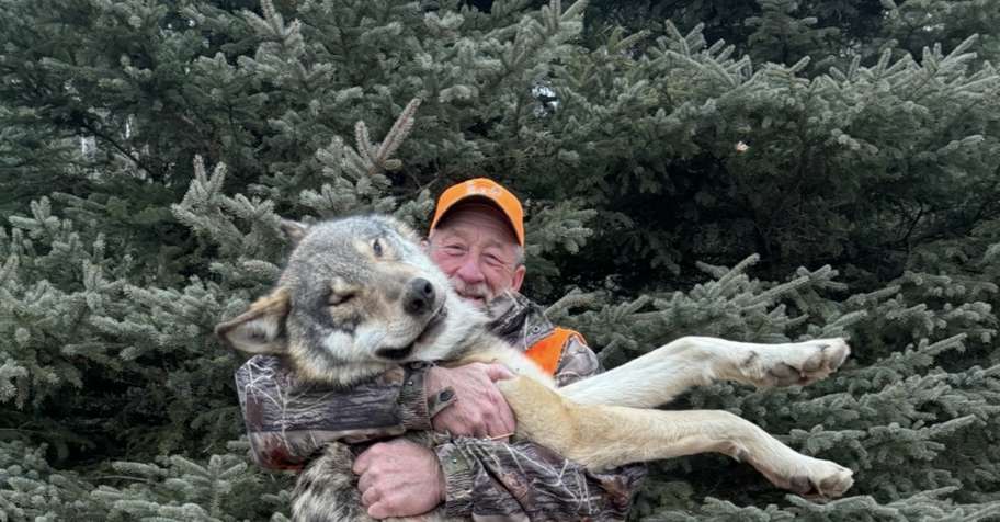6 day Saskatchean Wolf hunt!