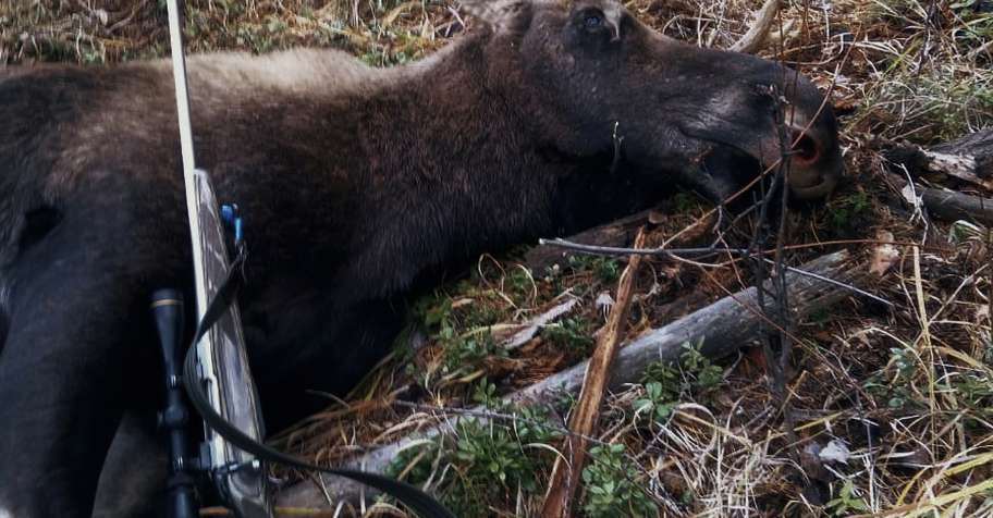 2 days Moose Hunting in Baikal