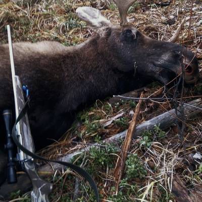 2 days Moose Hunting in Baikal