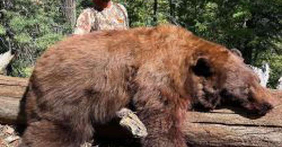 Beat the Heat Special- AZ Archery Bear