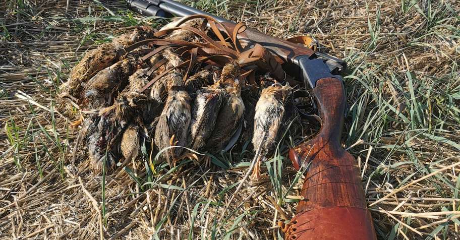 Quail & Dove MIX 2 days of Hunting