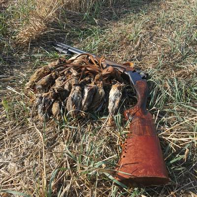 Quail & Dove MIX 2 days of Hunting