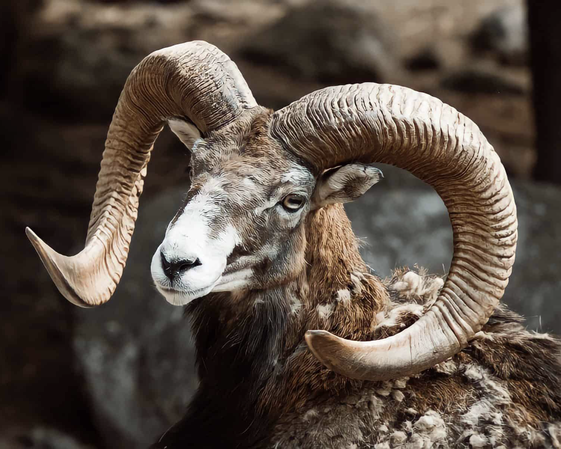 Blandford Urial Hunt gallery image 1