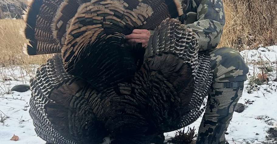 Fall Turkey - Rio Grande