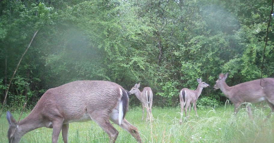 White Tail Deer Hunt