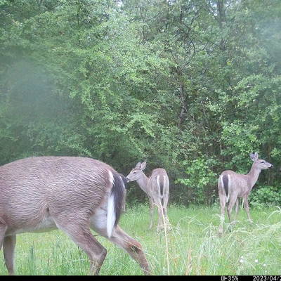 White Tail Deer Hunt