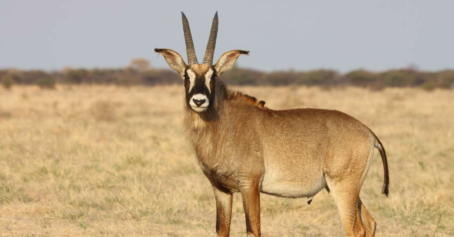 Royal Antelope - 2 Trophies