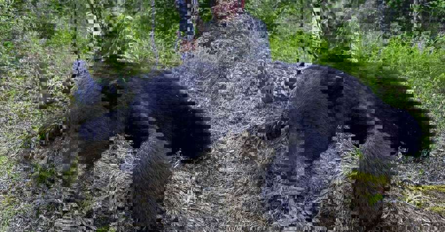 Fall Black Bear Hunt