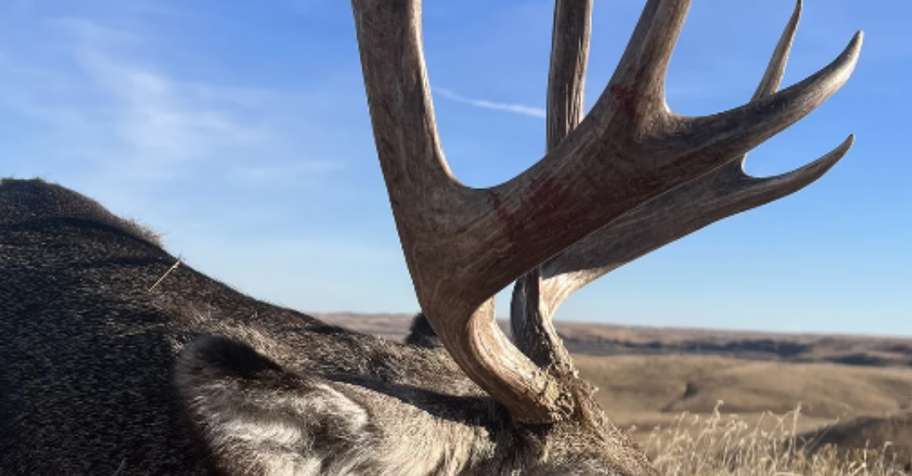 Archery Mule Deer Hunt
