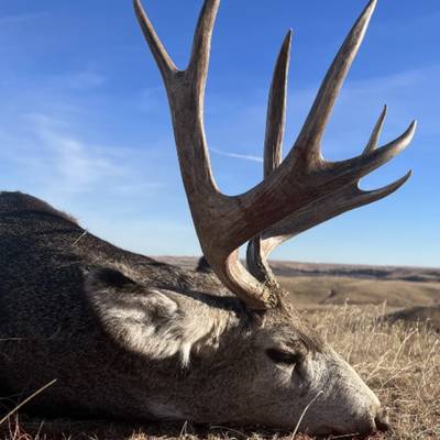 Archery Mule Deer Hunt