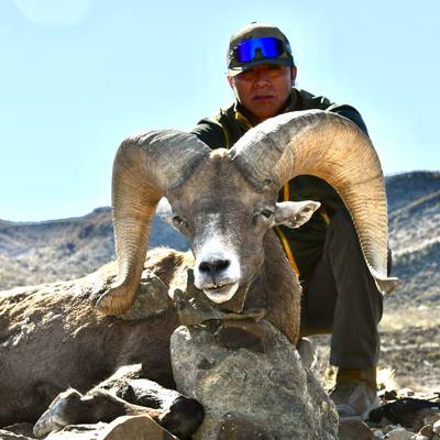 Desert Bighorn Sheep Trophy up to 179"
