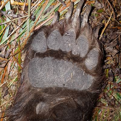 Autumn Brown bear hunting